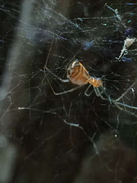 Image of Filmy dome spider