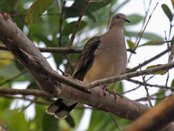 Image of White-tipped Dove