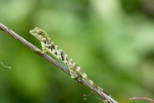 Pseudocalotes tympanistriga (Gray 1831) resmi