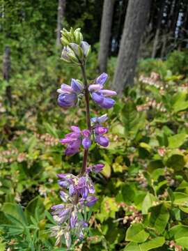 Image of Riverbank Lupine