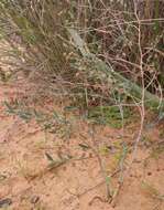 Image of Asparagus undulatus (L. fil.) Thunb.