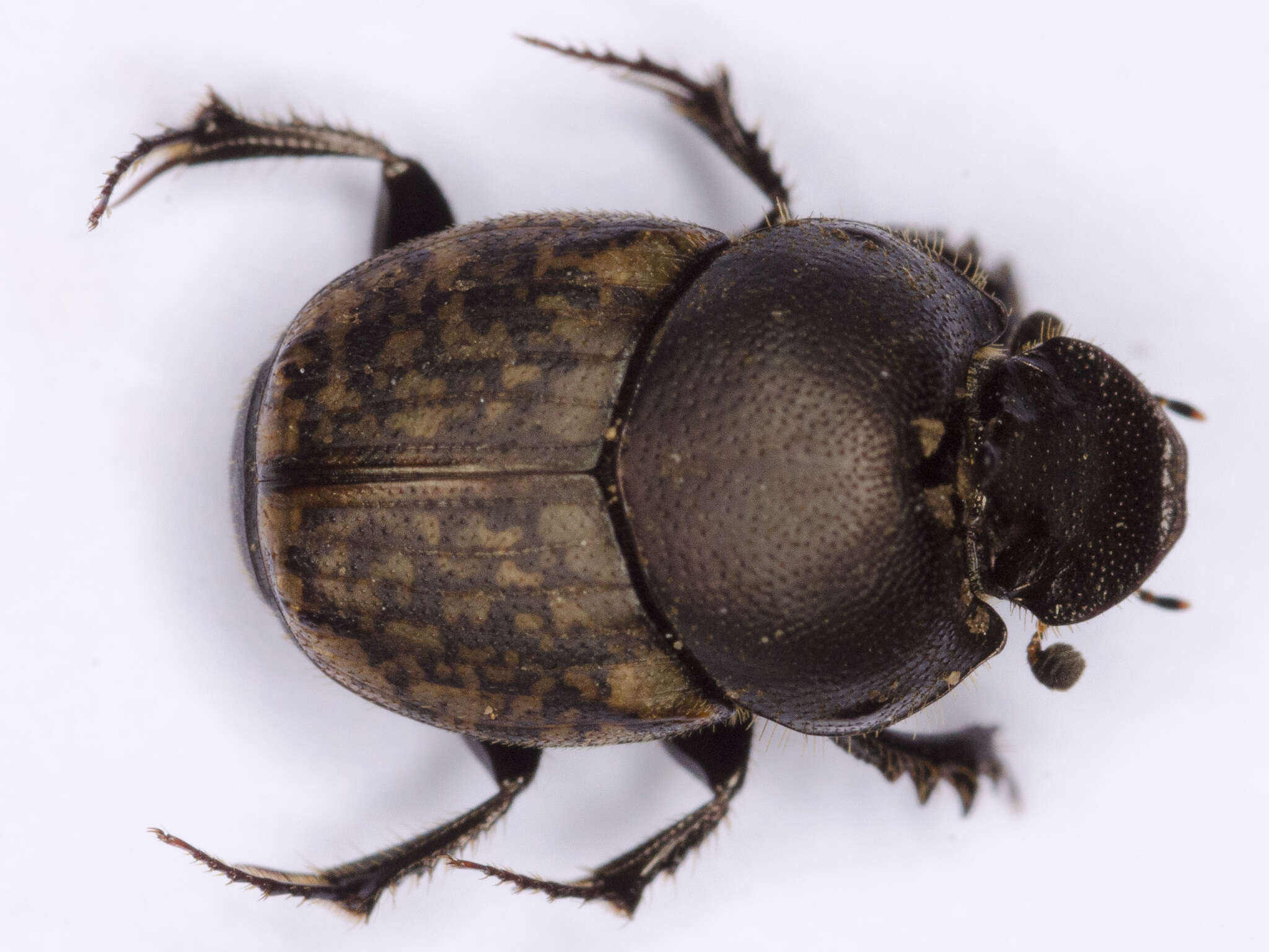 Слика од Onthophagus (Palaeonthophagus) similis (Scriba 1790)