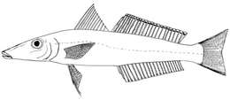 Image of Asian whiting