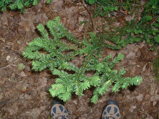 Image of Canada yew