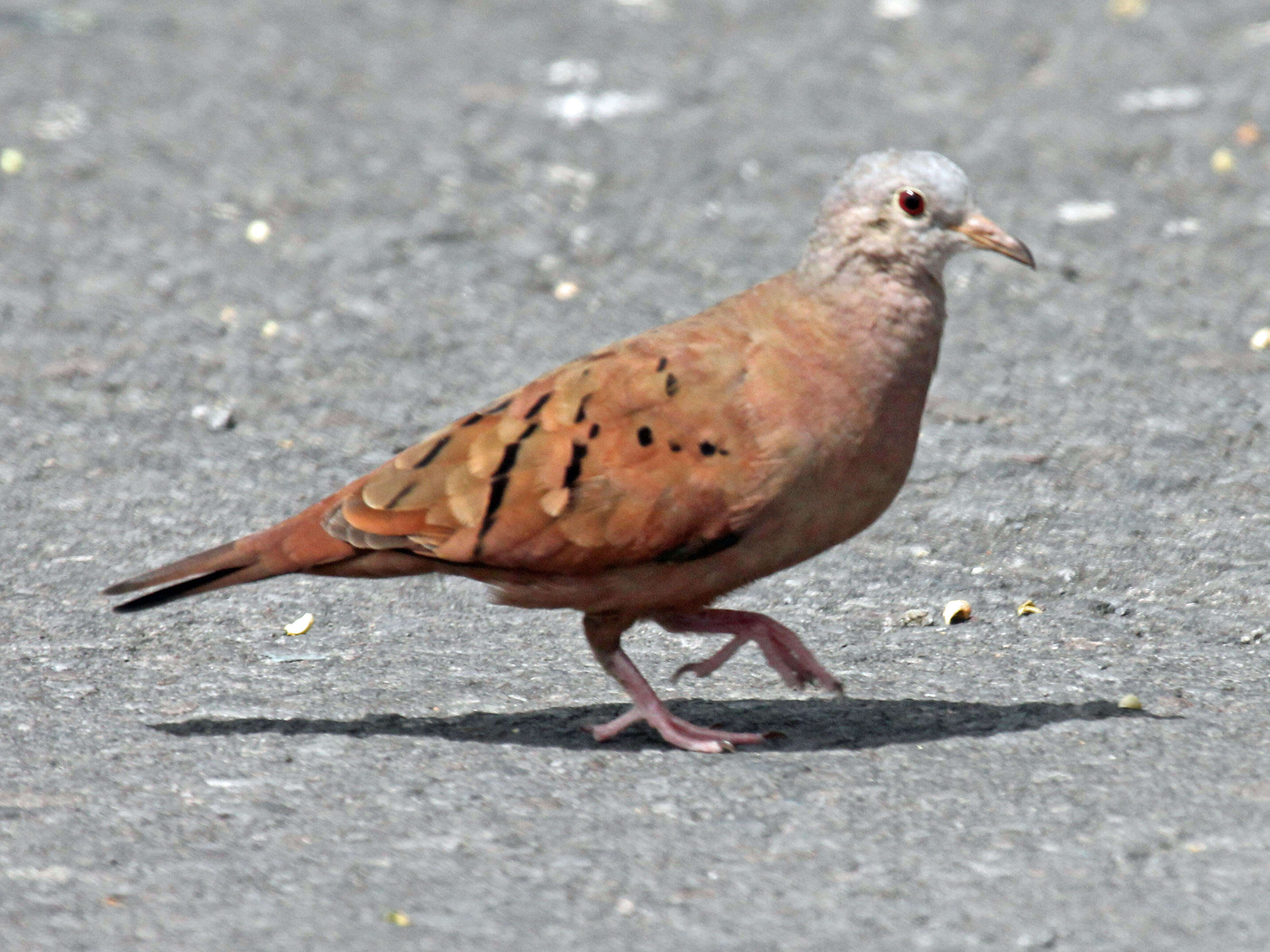 Image of Ruddy Ground Dove