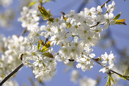 Image of sour cherry