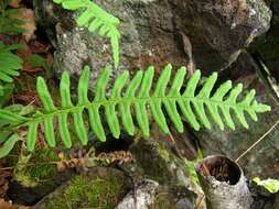 Polypodium sibiricum Siplivinsky的圖片