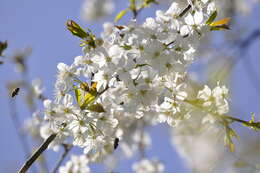 Plancia ëd Prunus cerasus L.