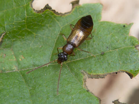 Image of Anthophagus (Dimorphoschelus) angusticollis (Mannerheim 1830)