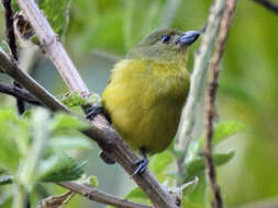 Image of Thick-billed Euphonia