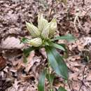 Image of striped gentian