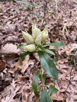 Image de Gentiana villosa L.