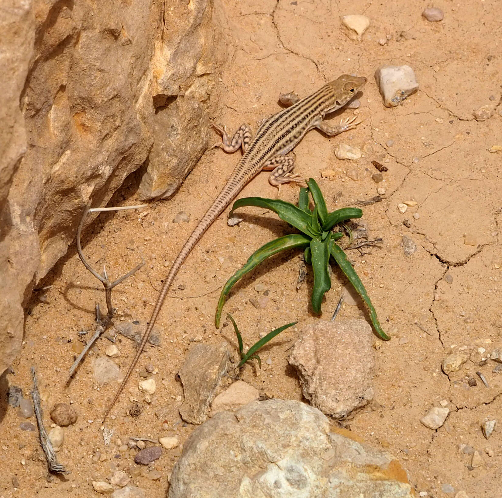 Image of Bosk’s fringe-toed lizard