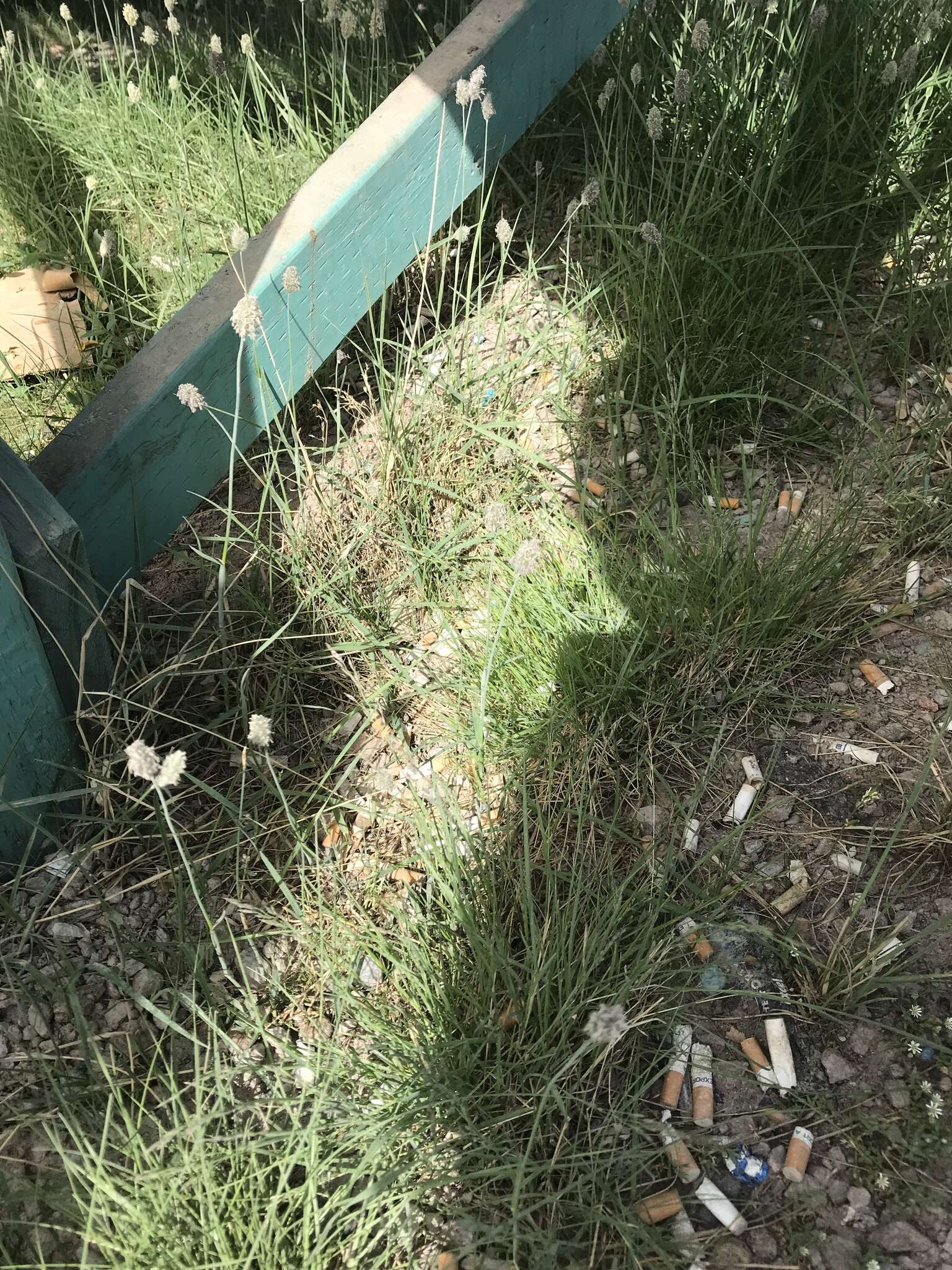 Image of Alpine Foxtail