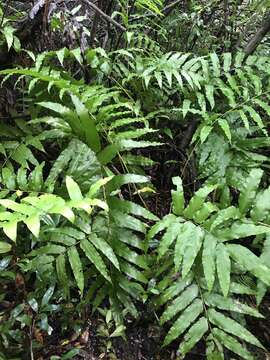 Image of Lattice-Vein Fern