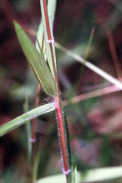 Imagem de Panicum acuminatum Sw.