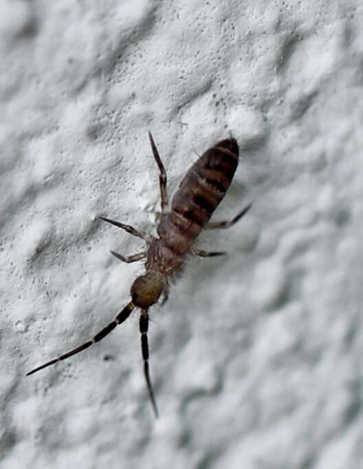 Image of Orchesella multifasciata Scherbakov & AM 1898