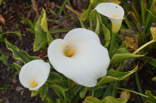 Image of Arum lily