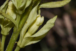 Image of Mandevilla emarginata (Vell. Conc.) C. Ezcurra