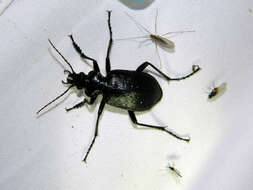 Imagem de Calosoma (Calosoma) frigidum Kirby 1837