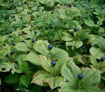 Image of herb Paris