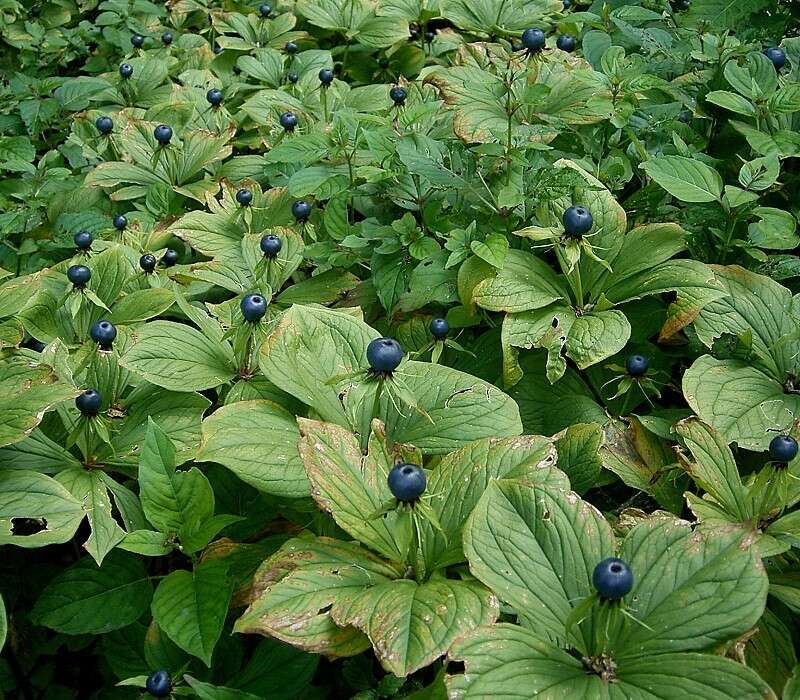 Image of herb Paris