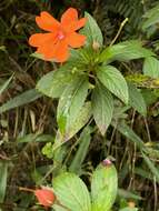 Imagem de Impatiens hawkeri W. Bull