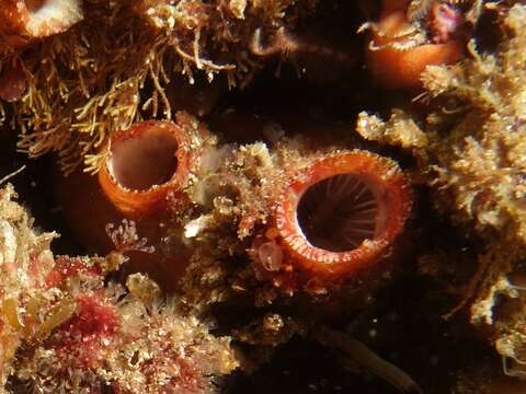 Image of Giant pink ascidian