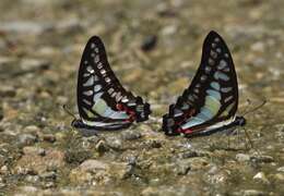 Graphium evemon (Boisduval 1836) resmi