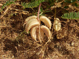 Image of Pomona milkvetch