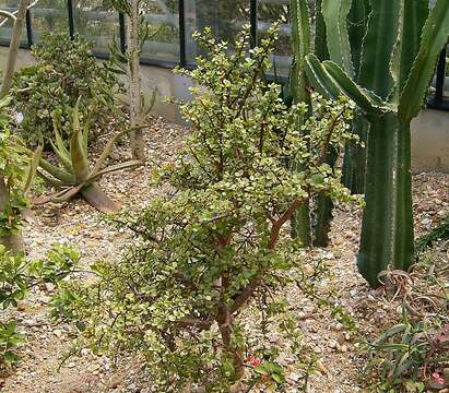 Image of portulacaria