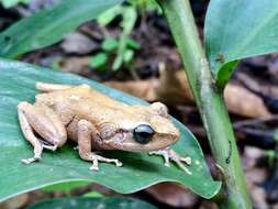 Imagem de Eleutherodactylus portoricensis Schmidt 1927