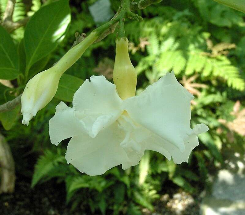 Plancia ëd Tabernaemontana divaricata (L.) R. Br. ex Roem. & Schult.