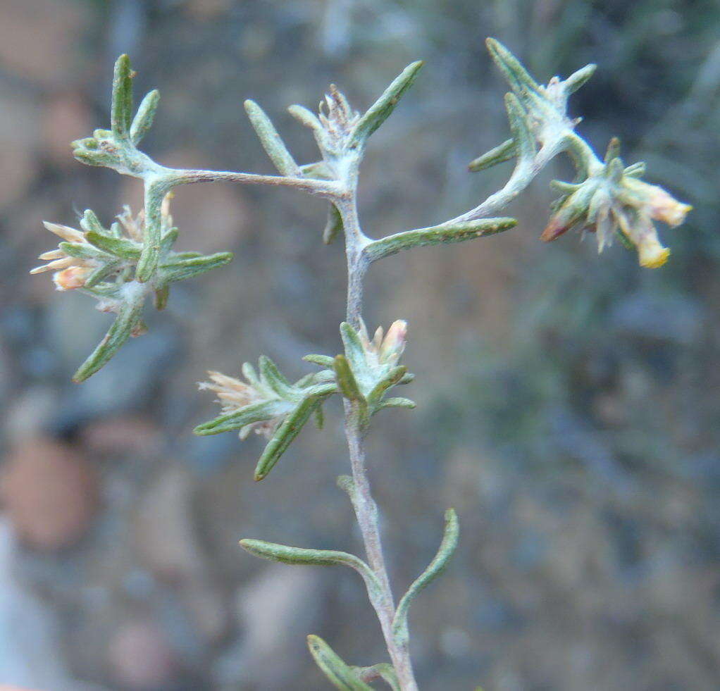 Image of Helichrysum asperum (Thunb.) Hilliard & Burtt