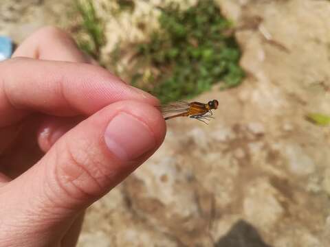 Imagem de Heteragrion alienum Williamson 1919