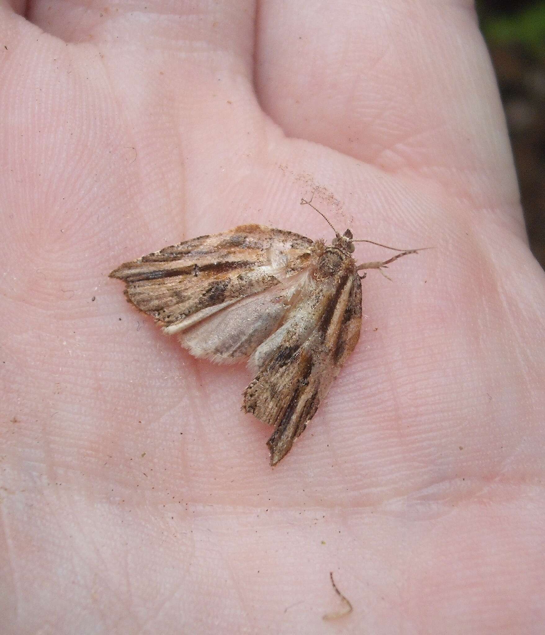 Image of brindled bell moth