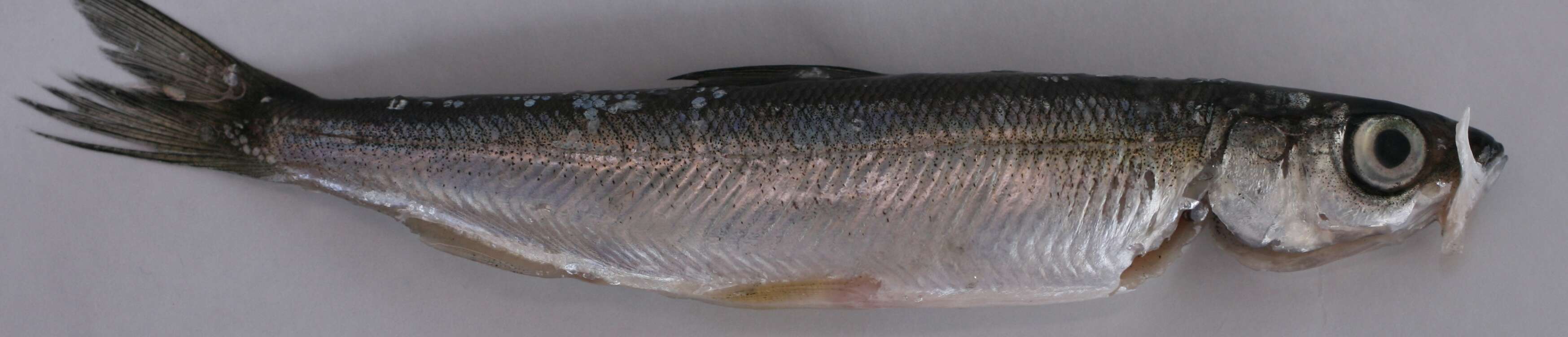 Image of Vendace