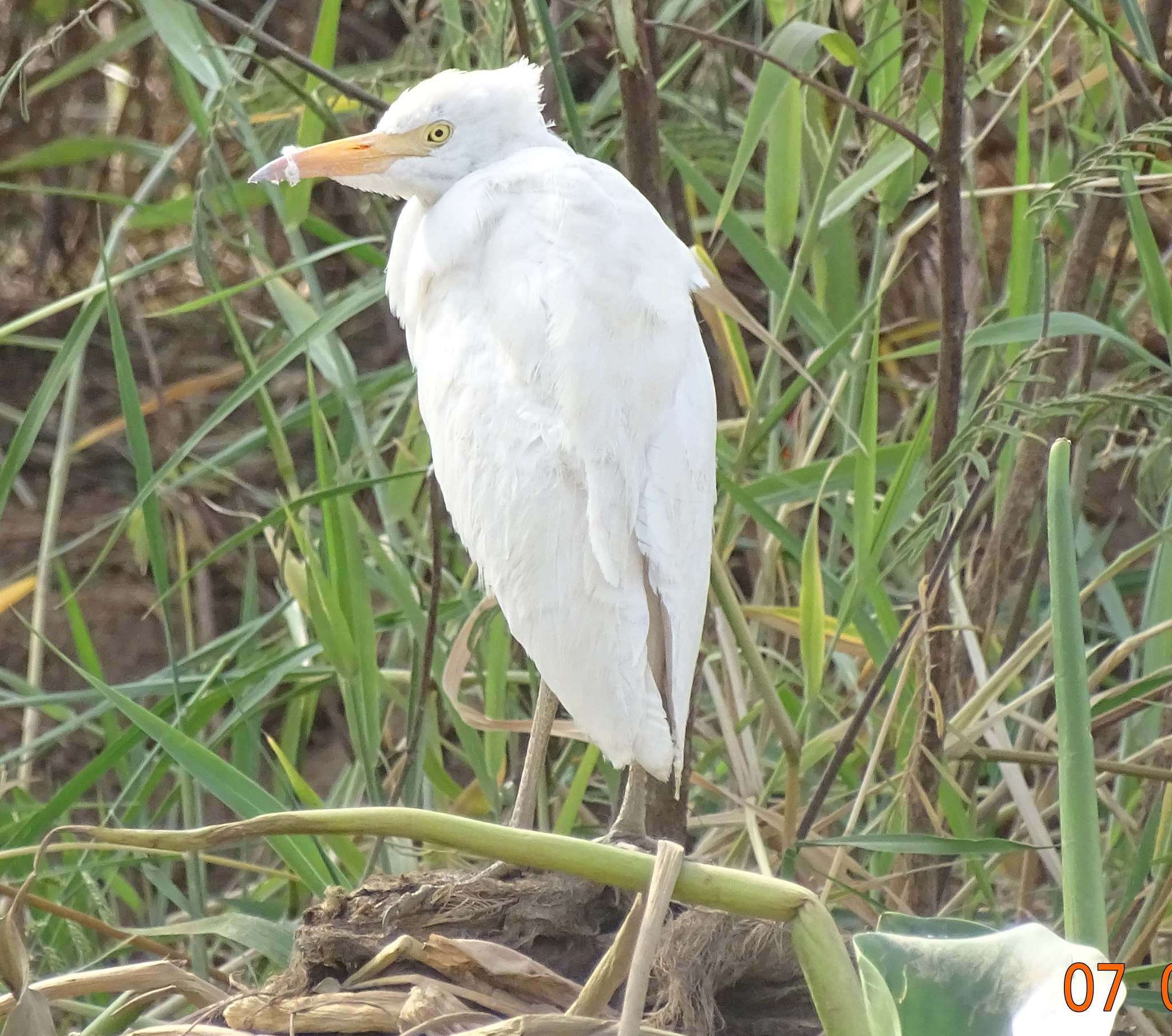 Image of Bubulcus ibis ibis