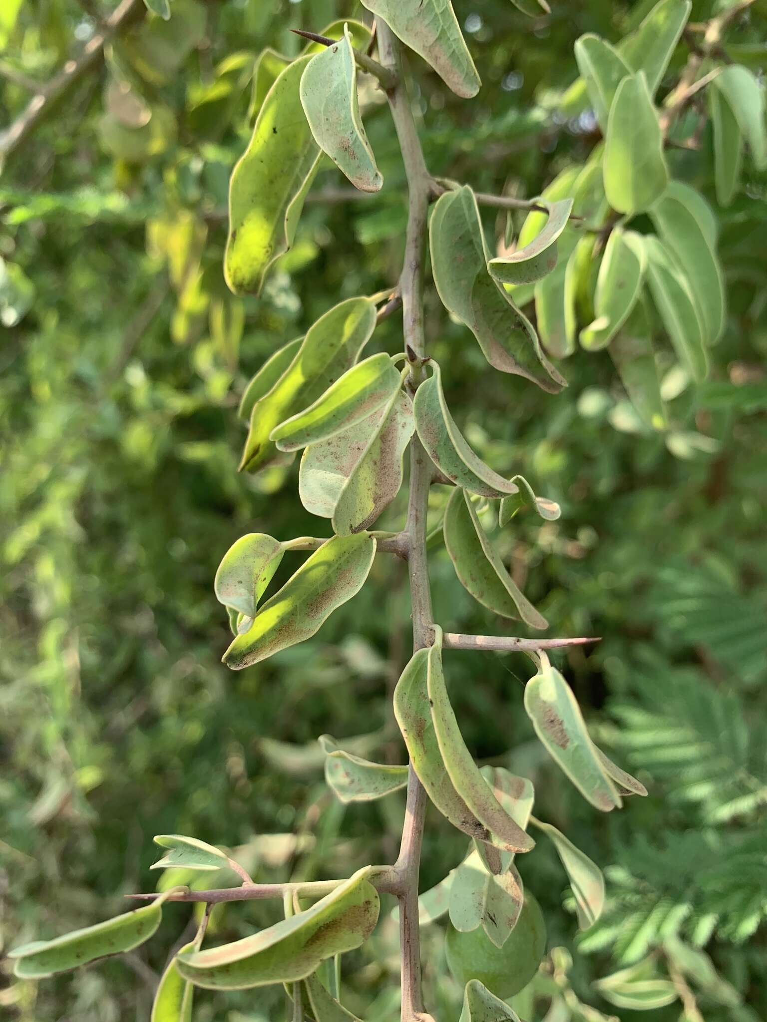 Image of Blue sourplum