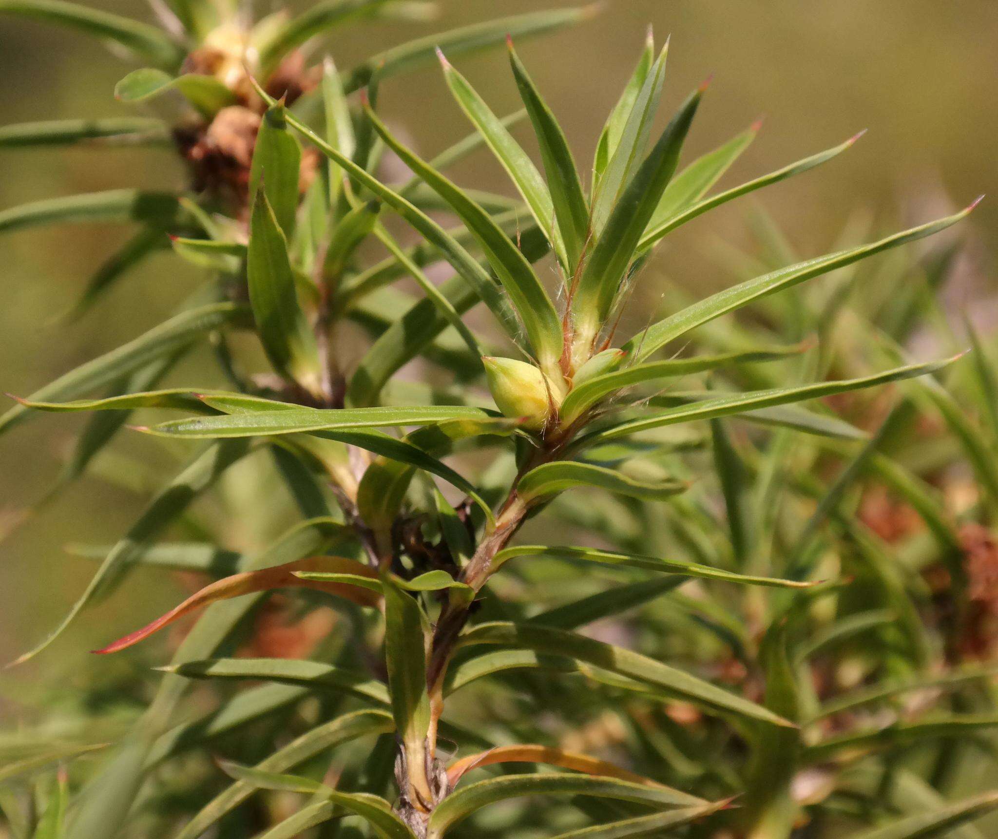 Image of Cliffortia lanceolata Weim.