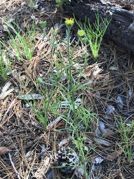 Image of rincon rubberweed