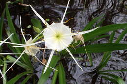 Image of spring spiderlily