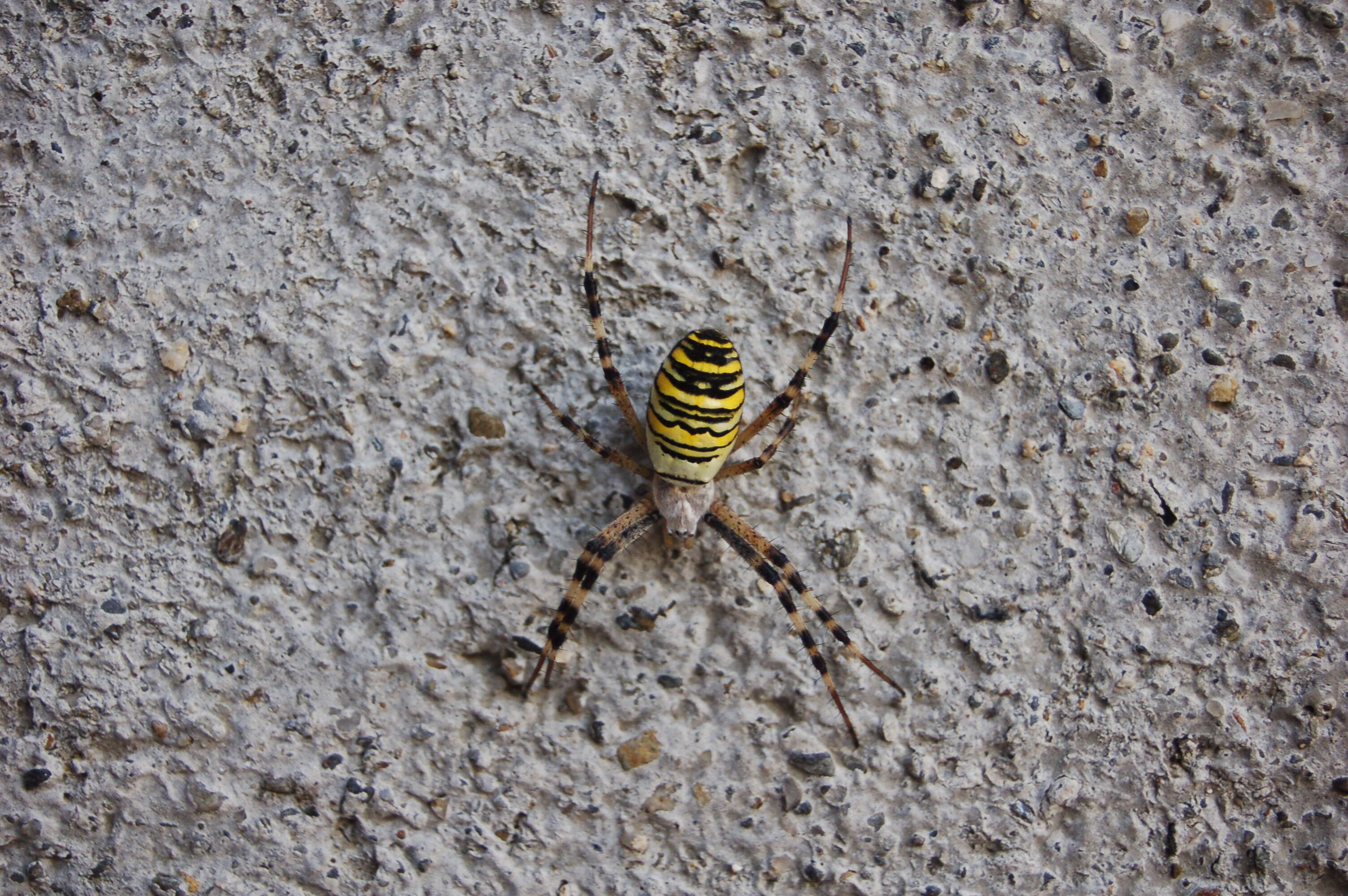 Image of Barbary Spider