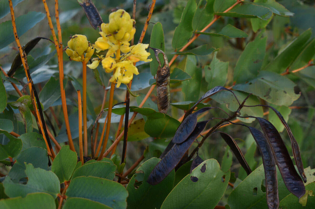 Image of <i>Senna magnifolia</i>