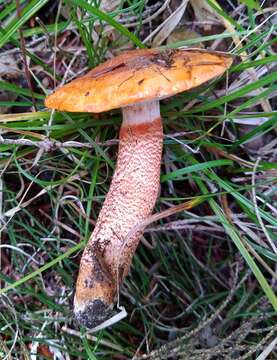 Imagem de Tricholoma aurantium (Schaeff.) Ricken 1914