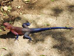 Image of Mwanza Flat-headed Rock Agama