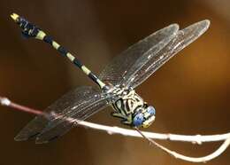 صورة Ictinogomphus ferox (Rambur 1842)