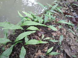 Image of Leptochilus pteropus subsp. pteropus