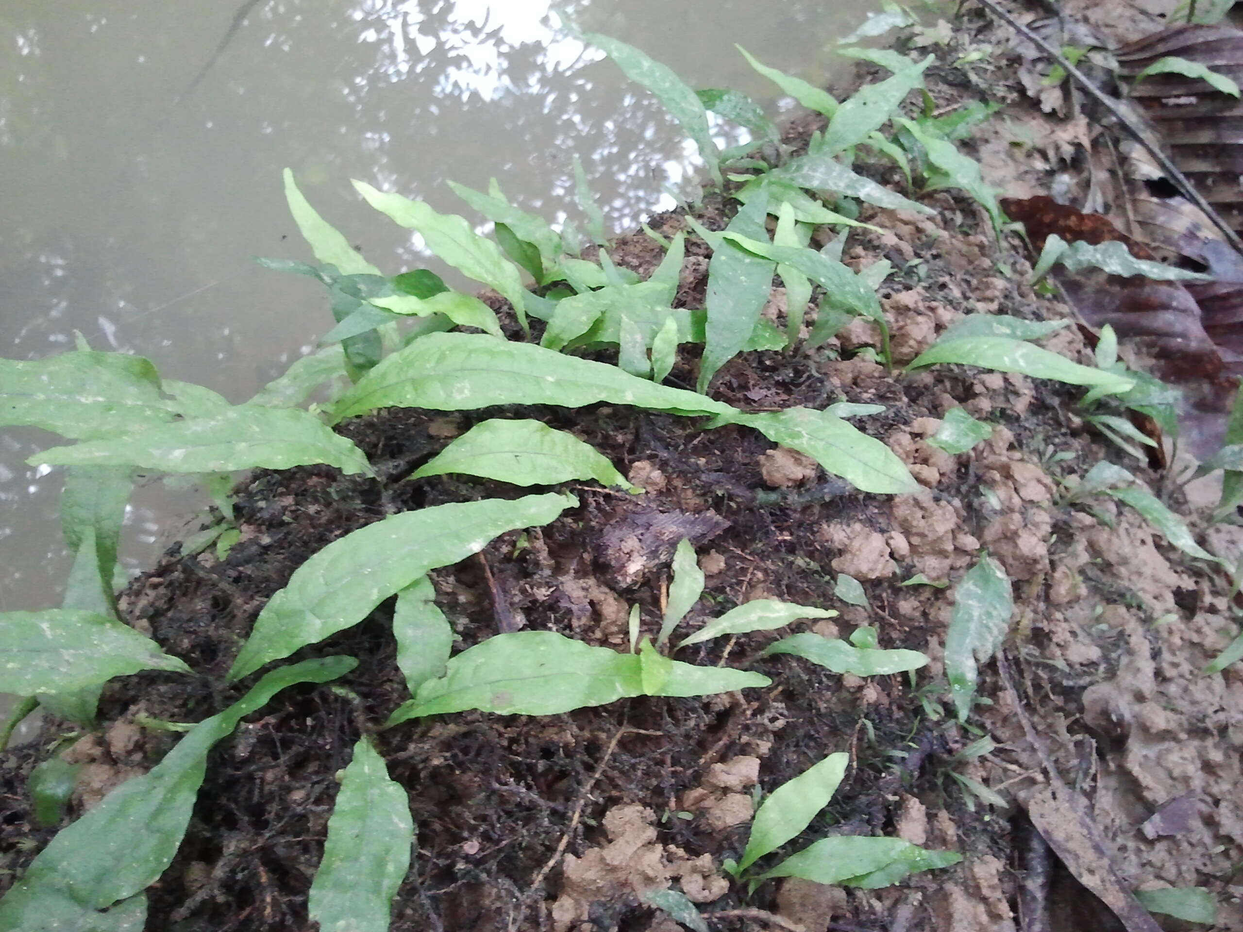 Imagem de Leptochilus pteropus subsp. pteropus