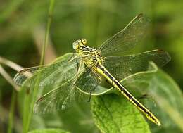 Image of Notogomphus Selys 1858